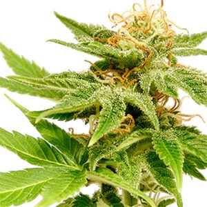 Orange Kush Auto