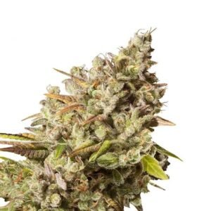Pakistan Valley Kush Auto