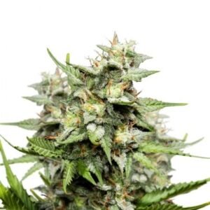 Pakistani Chitral Kush Auto