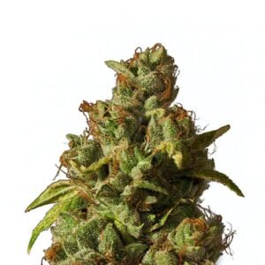 Pennywise Auto