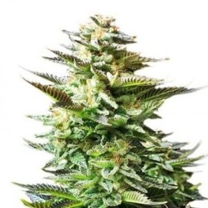 Pincher’s Creek Seeds