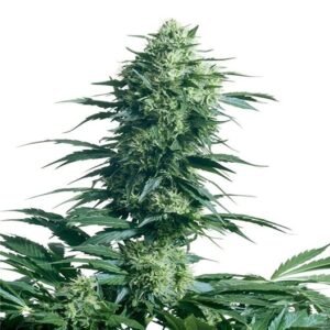 Pineapple Trainwreck Seeds