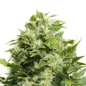 Pink Pez Seeds