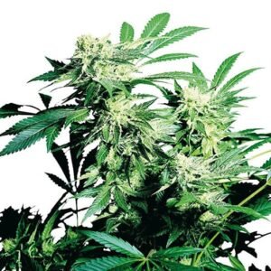 Punky Lion Seeds