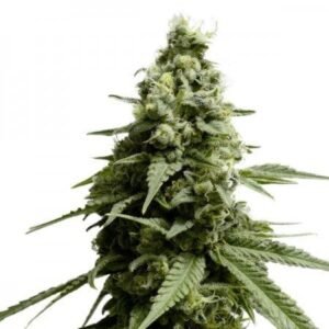 Pure Kush Auto