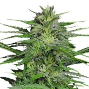 Purple Gorilla Seeds