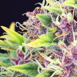 Purple Sour Diesel Auto
