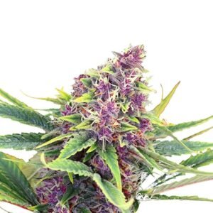 Purple Star Auto