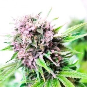 Purple Trainwreck Seeds
