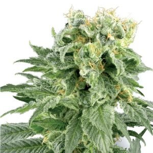 Race Fuel OG Seeds