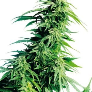 Rare Dankness #1 Seeds