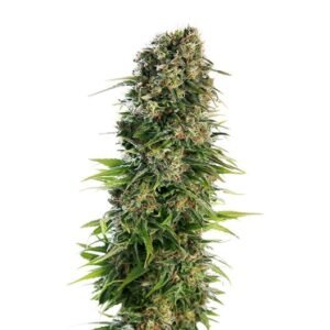 Red Dwarf Seeds