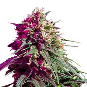 Redwood Kush Seeds