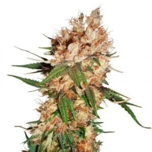 Remo Chemo Seeds