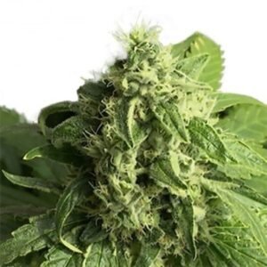 Ringo’s Gift CBD Seeds