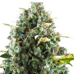Rocky Mountain Blueberry Seeds