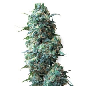 Sexxpot Seeds