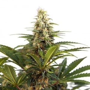 Sharksbreath Seeds
