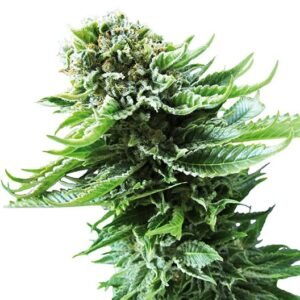 Shiva Skunk Seeds