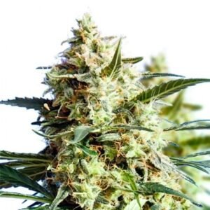 Sirius Black Seeds