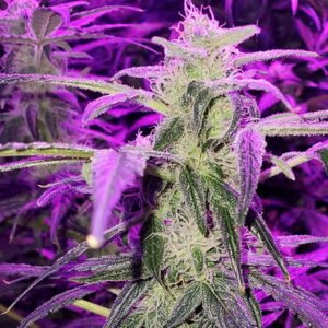 Island Sweet Skunk Auto
