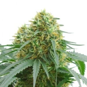 Sour Kush Seeds