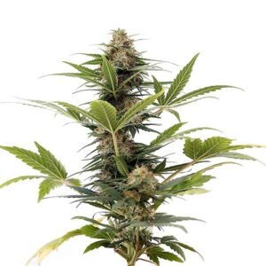 South Indian Indica Seeds