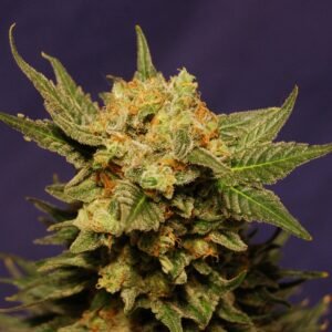 Strawberry Haze Auto
