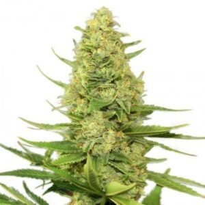 Strawberry Lemonade Seeds