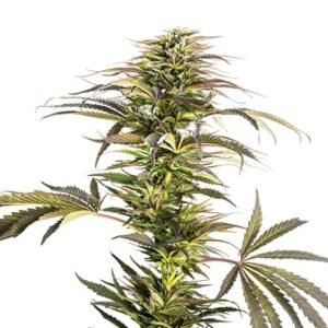 Super Cheese Auto