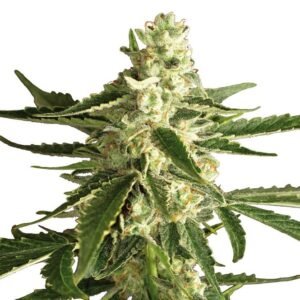 Super Green Crack Seeds