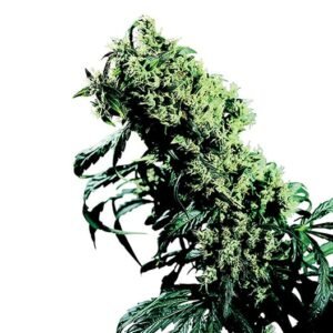 Super Skunk Auto