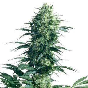 Super Skunk Seeds