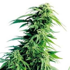 Super Sour Diesel Seeds