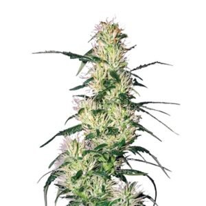 Sweet Deep Grapefruit Seeds