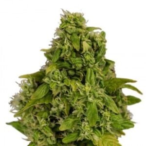 Sweet and Sour Widow CBD Seeds