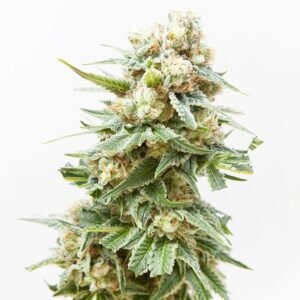 Swiss (Sativa) Seeds