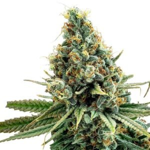 Tango Kush Auto