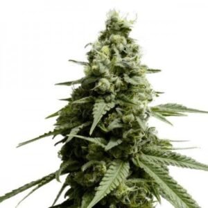 Thin Mint GSC Auto