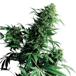 Timewreck Seeds