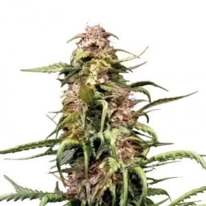 Triangle Kush Auto