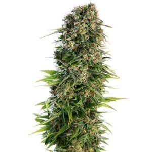Triangle Kush Seeds