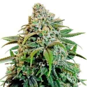 Power Plant Seeds