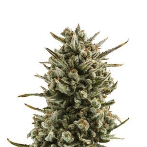 WSU Seeds
