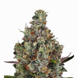 White Kryptonite Seeds