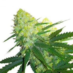 Grapefruit Diesel Seeds
