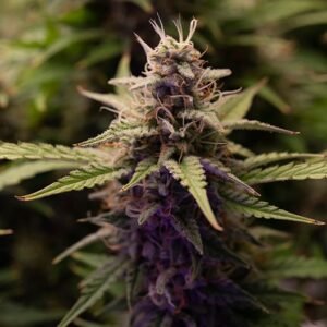Cadillac Purple Auto