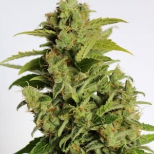 Cherry Kush Auto