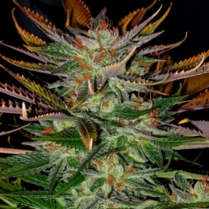 Cherry Pie Seeds