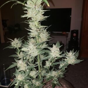 Cinex Seeds